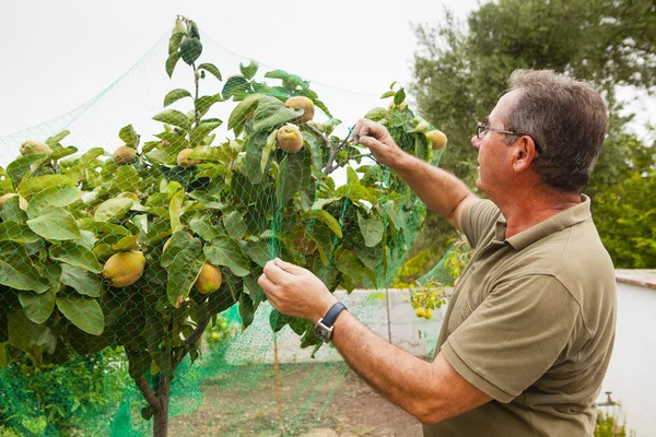 Agricoltore anziano mettere una rete in un albero di mele cotogne . — Foto Stock