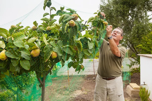 Agricoltore anziano mettere una rete in un albero di mele cotogne . — Foto Stock