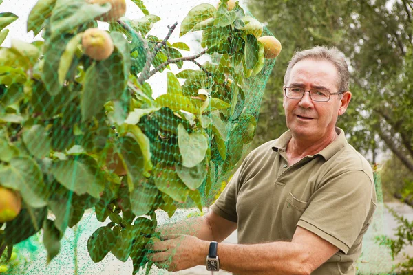 Agricoltore anziano mettere una rete in un albero di mele cotogne . — Foto Stock