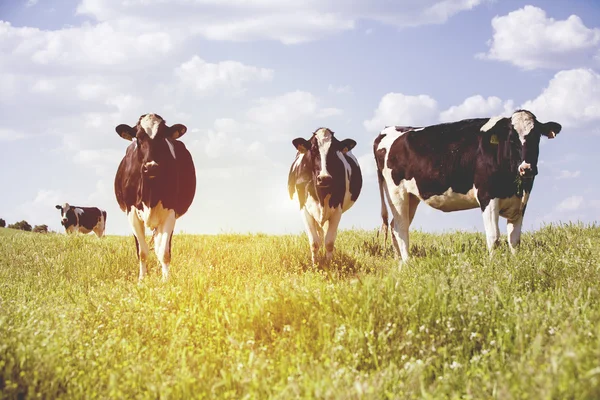 Vacas lecheras en el campo, con un hermoso cielo en el fondo . — Foto de Stock