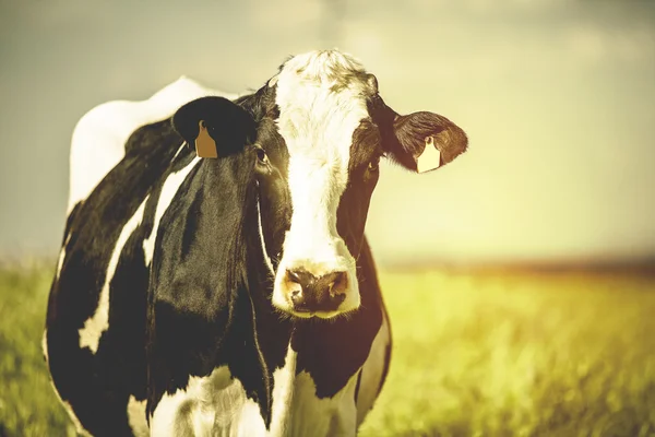 Vaca lechera en el campo, de cerca . — Foto de Stock