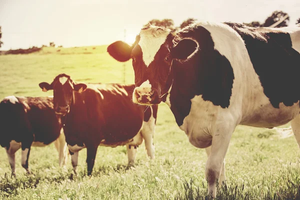 Vacas leiteiras no campo, com belo relâmpago . — Fotografia de Stock