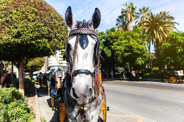 Close up portrait of grey horse in a street of Andalusia, Spain. — Stock Photo, Image