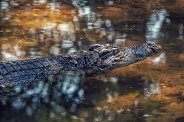 Close up of one crocodile floating in water in the Asia zoo