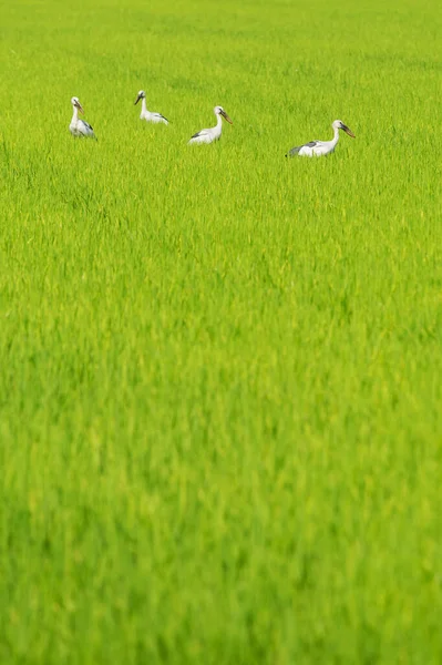 Four pelicans stand in a rice field. in countryside at Thailand