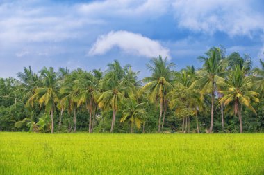 Paddy fields with coconut trees and blue sky in Thailand