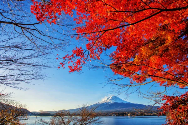 Fuji Frühen Morgen Auf Dem See Kawaguchiko Herbstlicher Farbe — Stockfoto