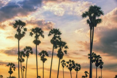 Silhouette of Sugar Palm tree and Rice Feild at Twilight sky in Thailand