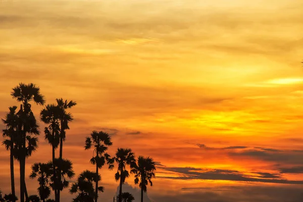 Sugar Palm Tree Rice Feild Sunset Thailand — Fotografia de Stock