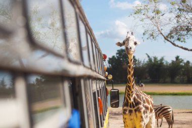 Giraffe Looking for food from a bus window in safari open zoo