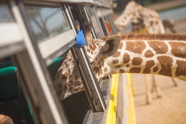 Giraffe Looking for food from a bus window in safari open zoo