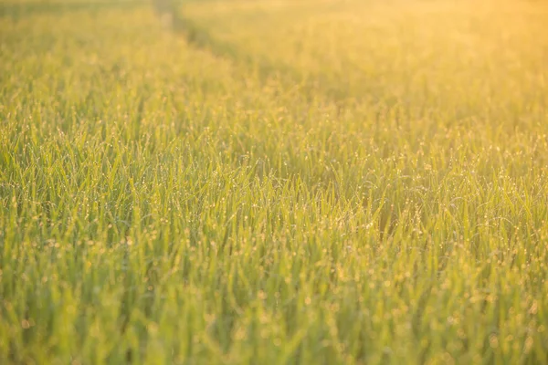 freshy dew drops on green rice field at the morning.