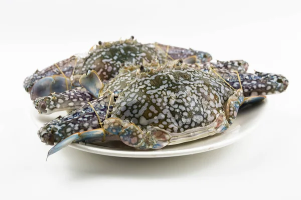 Beyaz arkaplanda mavi yengeç izole edildi