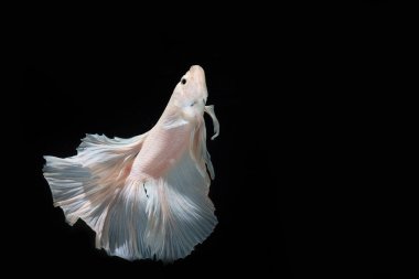 Yaklaş Güzel aksiyon Half Moon Batta Balığı, Betta Siyam Dövüş Balığı Tayland 'da siyah arka planda.