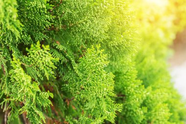 Çam ağacının yeşil yapraklarını kapat, yaz mevsimi arka planı.