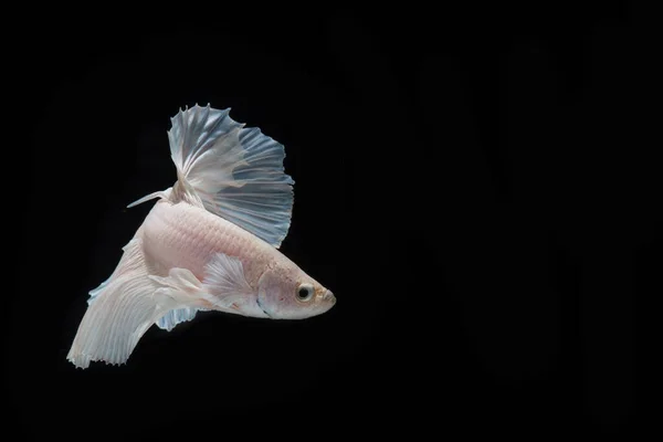 Yaklaş Güzel aksiyon Half Moon Batta Balığı, Betta Siyam Dövüş Balığı Tayland 'da siyah arka planda.