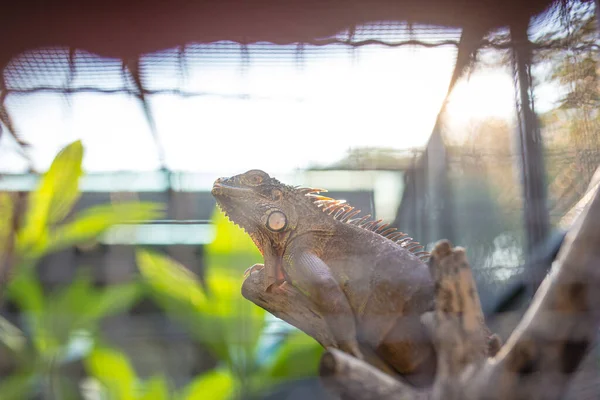 Yazın hayvanat bahçesinde bir iguananın dalını kapat.