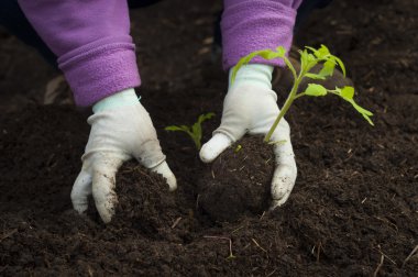 Ellerini bir adamın kendi sebze dikimi