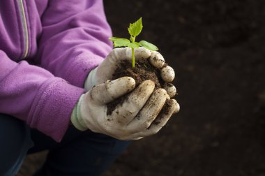 Ellerini bir adamın kendi sebze dikimi