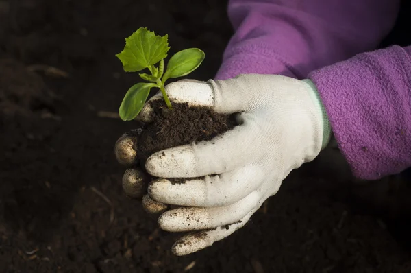 Mãos de um homem plantando sua própria horta — Fotografia de Stock