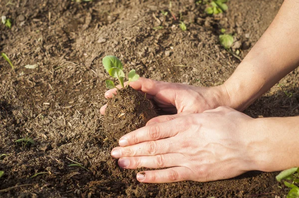 Mains d'un homme plantant son propre potager — Photo