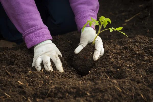 Mãos de um homem plantando sua própria horta — Fotografia de Stock