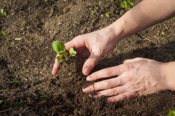 Händerna på en man plantera sin egen köksträdgård — Stockfoto