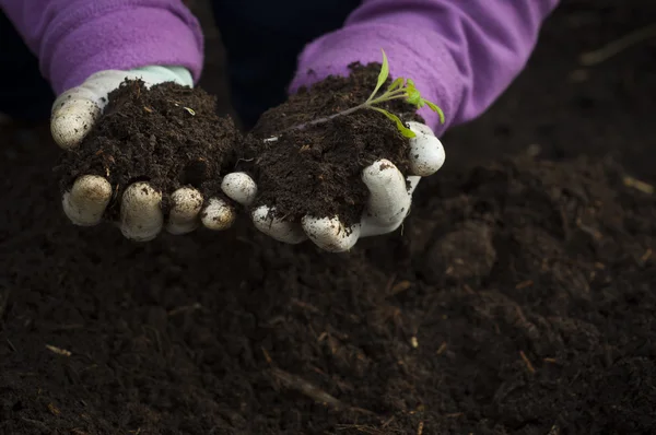 Mãos de um homem plantando sua própria horta — Fotografia de Stock