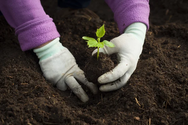 Mãos de um homem plantando sua própria horta — Fotografia de Stock