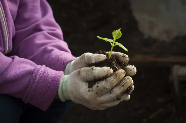 Mãos de um homem plantando sua própria horta — Fotografia de Stock