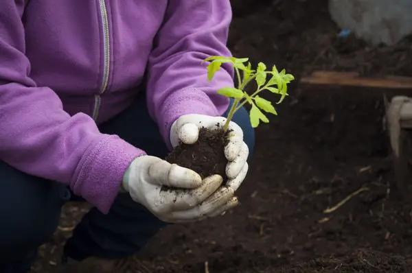 Mains d'un homme plantant son propre potager — Photo