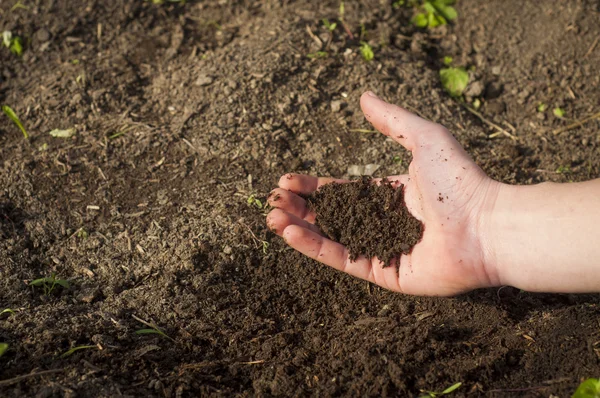 Руки человека, сажающего свой огород — стоковое фото
