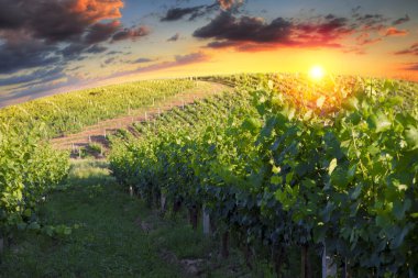 Tuscany, İtalya 'da üzüm bağında kırmızı şarap