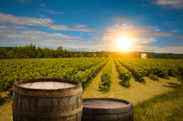 Vörösbor hordóval a szőlőültetvényen zöld Toszkánában, Olaszország — Stock Fotó