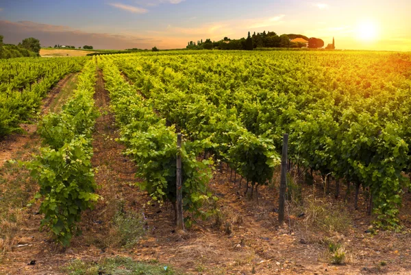 Vino rosso con botte su vigneto nella verde Toscana — Foto Stock