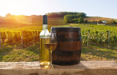Chianti, Toskana, İtalya 'da üzüm bağında beyaz şarap