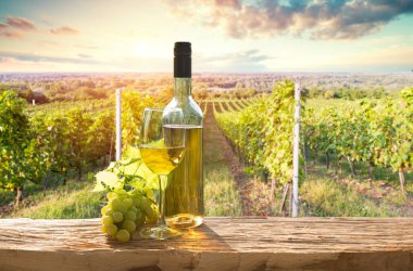 Chianti, Toskana, İtalya 'da üzüm bağında beyaz şarap