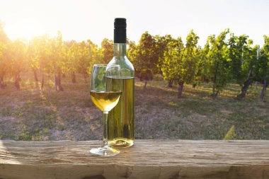 Chianti, Toskana, İtalya 'da üzüm bağında beyaz şarap