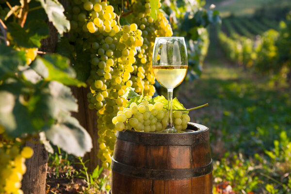 White wine with barrel on vineyard in Chianti, Tuscany, Italy
