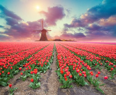 Laleli manzara, geleneksel yel değirmenleri ve Zaanse Schans, Hollanda, Avrupa 'daki kanal yakınlarındaki evler.