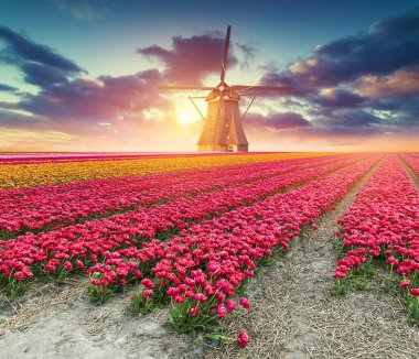 Laleli manzara, geleneksel yel değirmenleri ve Zaanse Schans, Hollanda, Avrupa 'daki kanal yakınlarındaki evler.