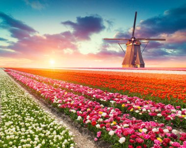 Laleli manzara, geleneksel yel değirmenleri ve Zaanse Schans, Hollanda, Avrupa 'daki kanal yakınlarındaki evler.