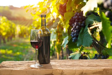 Chianti, Toskana, İtalya 'da üzüm bağında beyaz şarap