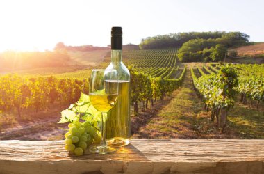 Chianti, Toskana, İtalya 'da üzüm bağında beyaz şarap