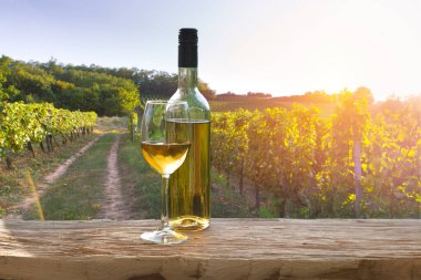 Chianti, Toskana, İtalya 'da üzüm bağında beyaz şarap