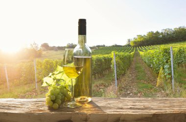 Chianti, Toskana, İtalya 'da üzüm bağında beyaz şarap