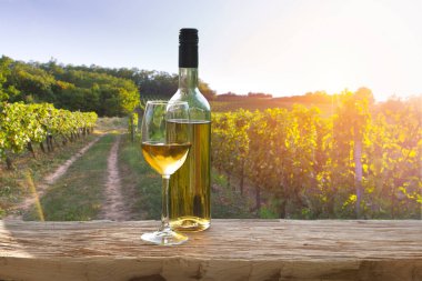 Chianti, Toskana, İtalya 'da üzüm bağında beyaz şarap