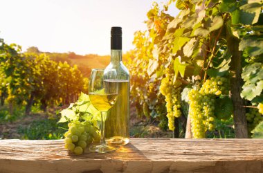 Chianti, Toskana, İtalya 'da üzüm bağında beyaz şarap