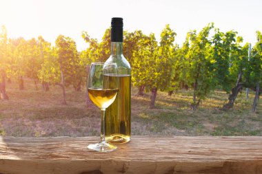 Chianti, Toskana, İtalya 'da üzüm bağında beyaz şarap