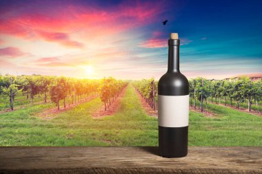 Chianti, Toskana, İtalya 'da üzüm bağında beyaz şarap